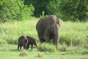 elephant twins