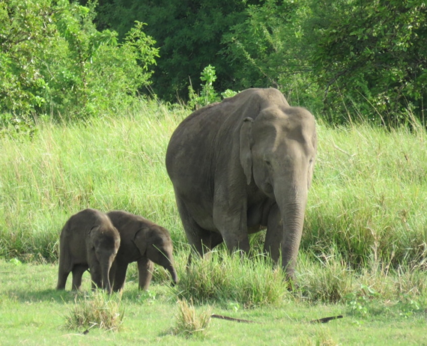 elephant twins
