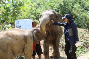 elephant vet