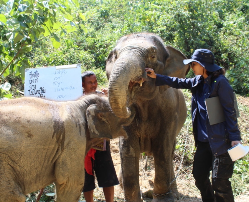 elephant vet