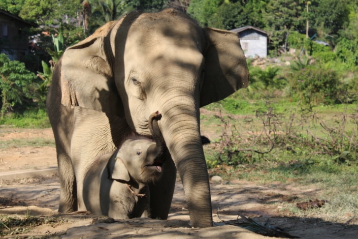elephant welfare