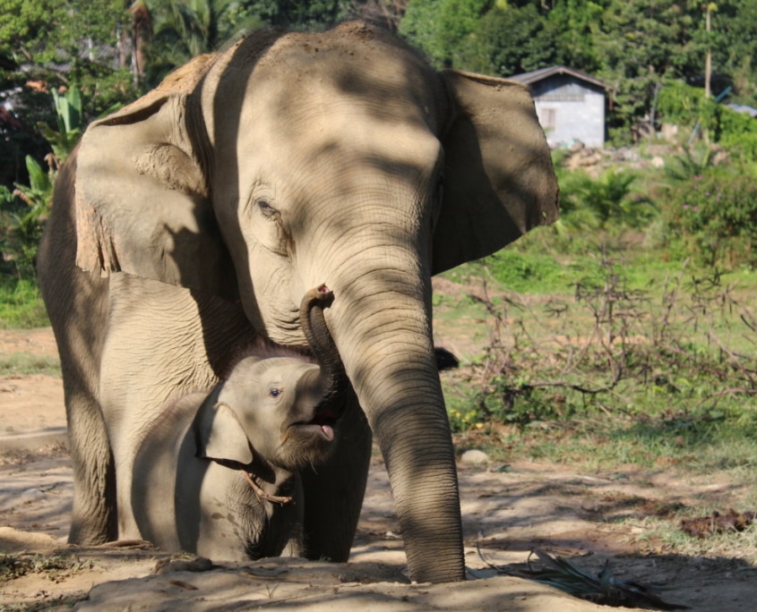 elephant welfare