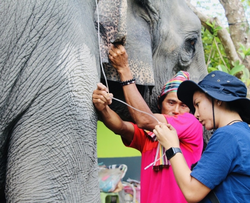 volunteer programme