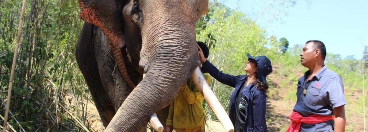 Logging in Thailand - Southern Thailand Elephant Foundation