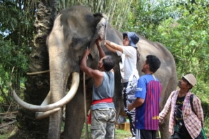 elephant wlfare