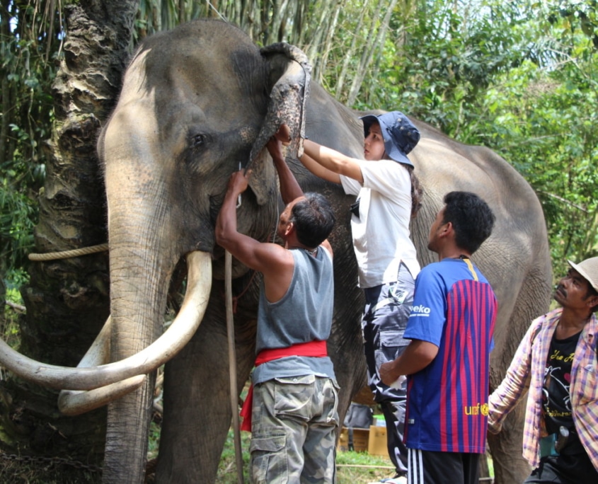 elephant wlfare
