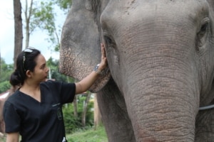 elephant networking