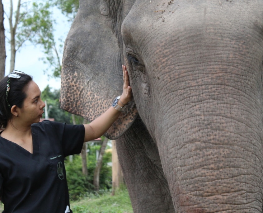elephant networking