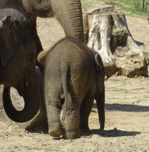 Elephant tail