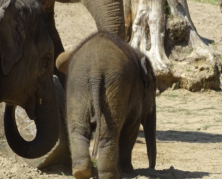 Elephant tail