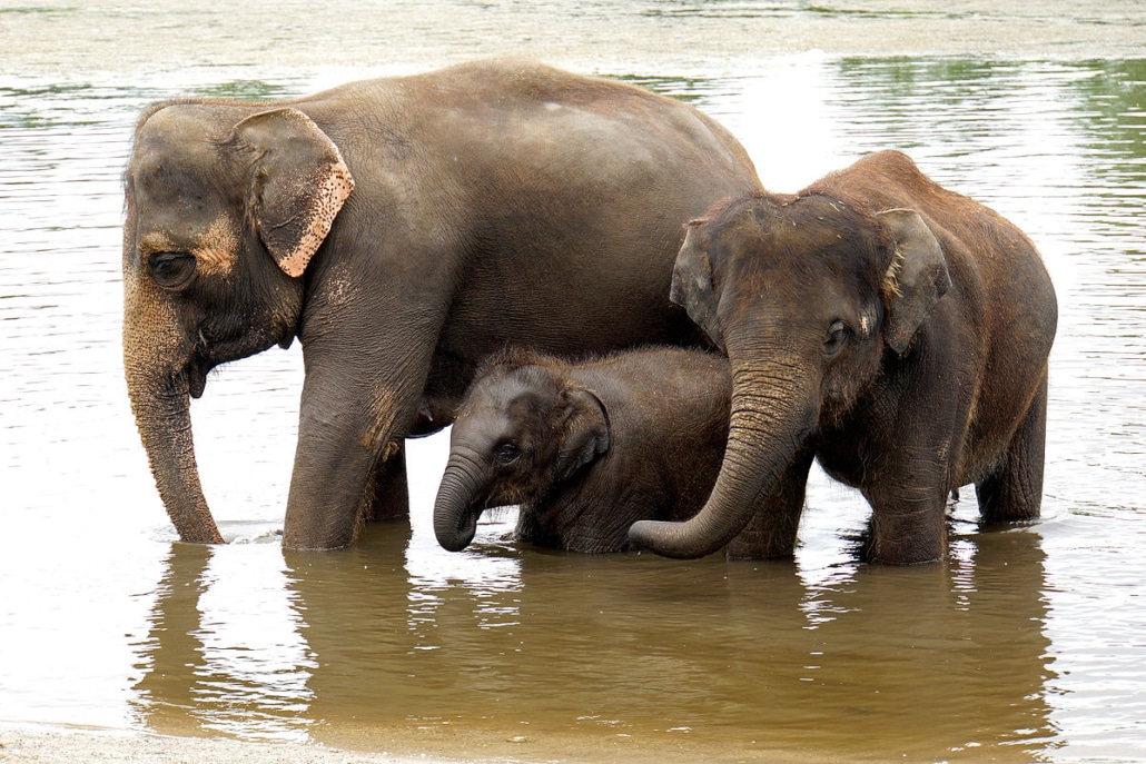Elephant empathy
