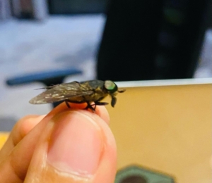 gadfly infestation