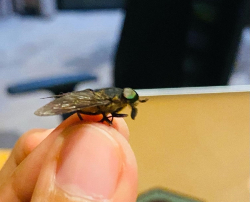 gadfly infestation