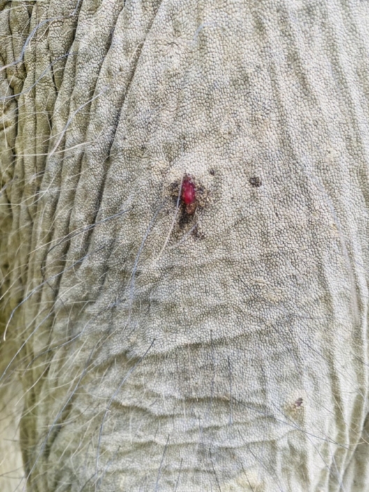 gadfly infestation
