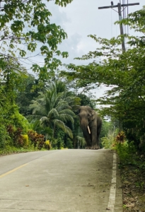 elephant in trouble