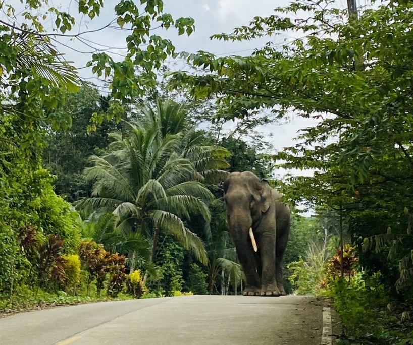 elephant in trouble