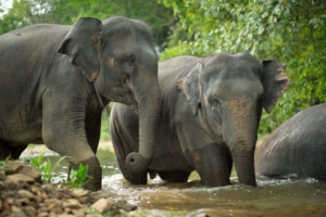 Elephant empathy