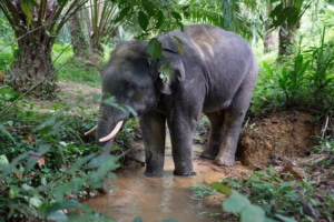 Elephant intelligence