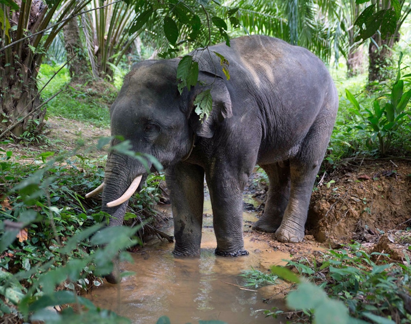 Elephant intelligence