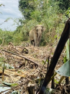 elephant vet