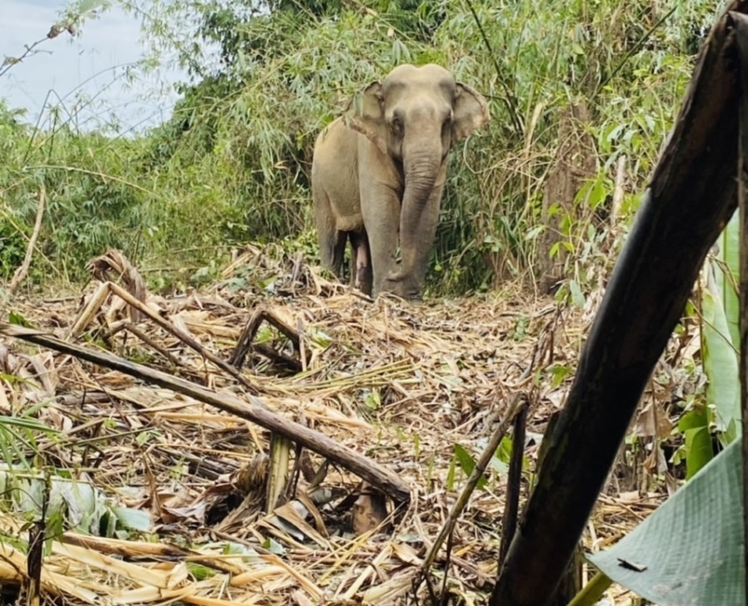 elephant vet