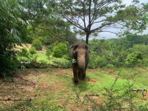 elephant veterinary centre