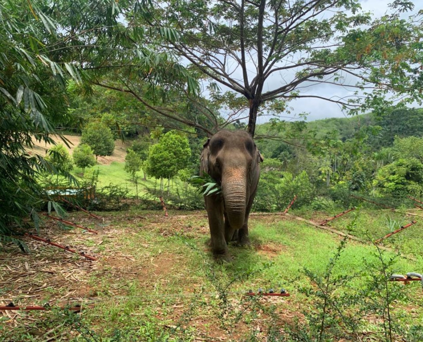 elephant veterinary centre
