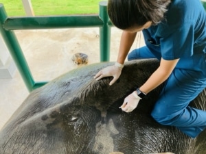 first elephant patients