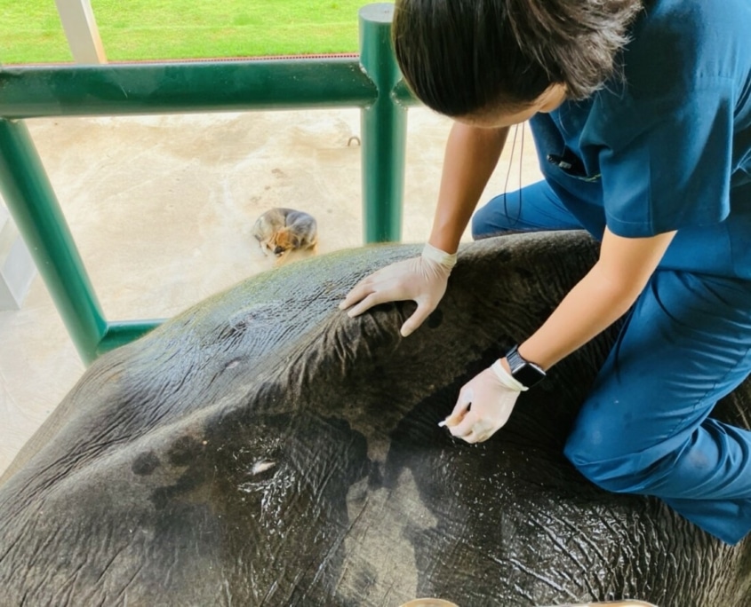 first elephant patients