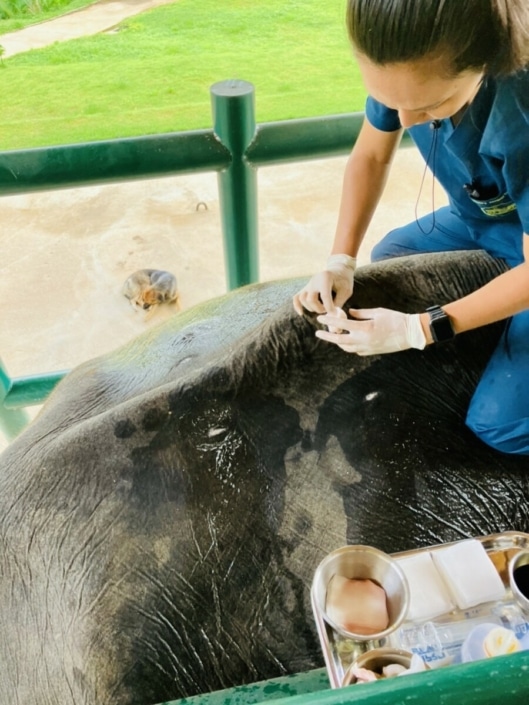 first elephant patient