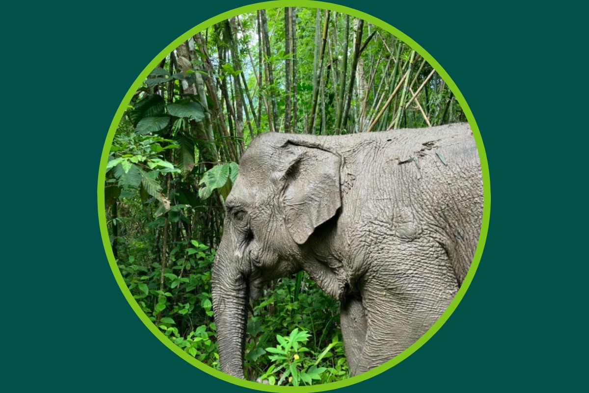 elephants logging - Southern Thailand Elephant Foundation