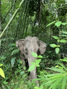 elephant memoru