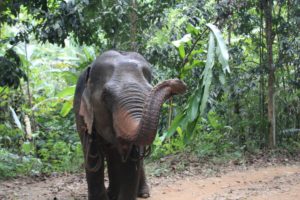 elephant welfare