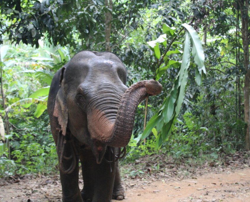 elephant welfare