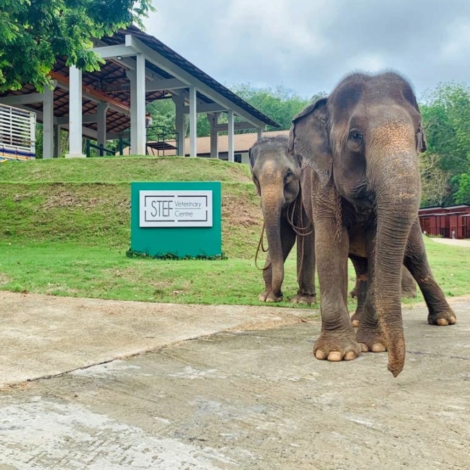 Our new elephant nature park