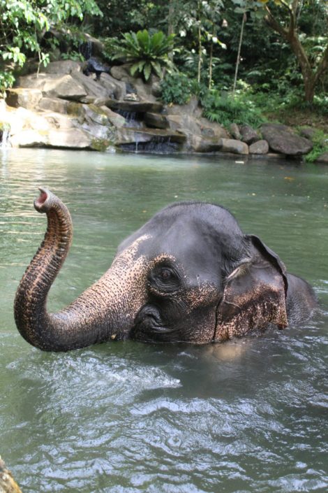 Elephant welfare