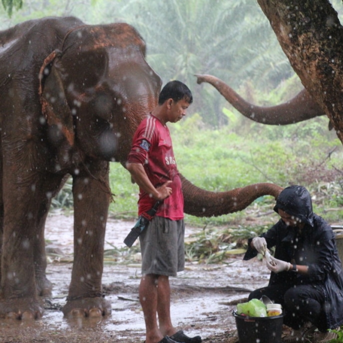 Building one of the only Asian elephant charities in Thailand