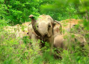 Elephants and cancer