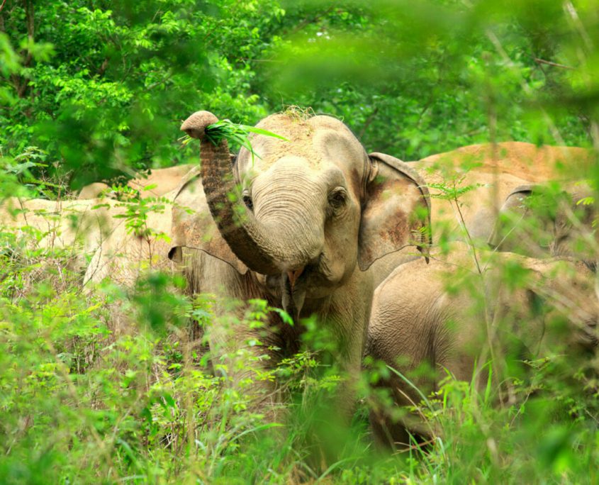 Elephants and cancer