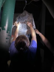 elephant welfare