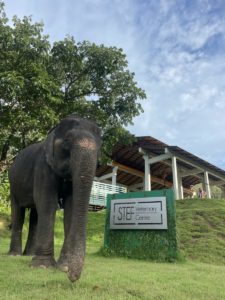 elephant welfare