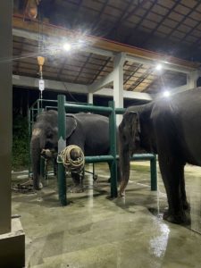 elephant welfare
