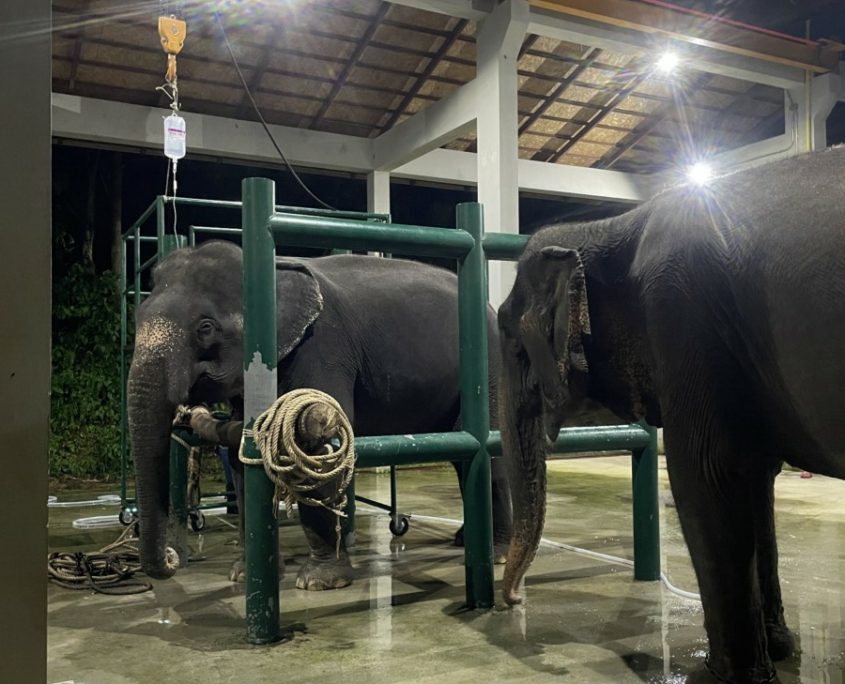 elephant welfare