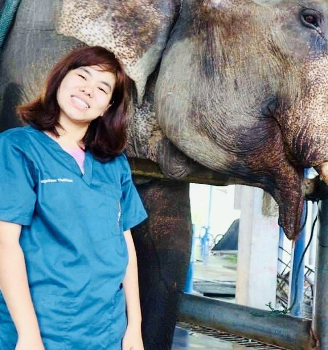 elephant welfare