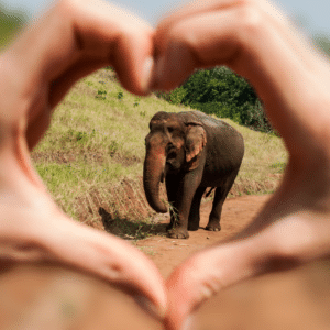 Valentines elephant