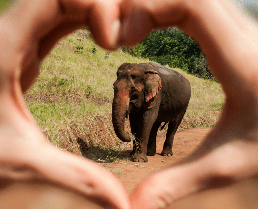 Valentines elephant