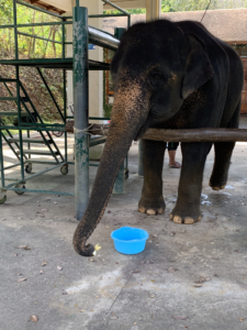 Patient at the STEF Veterinary Hospital