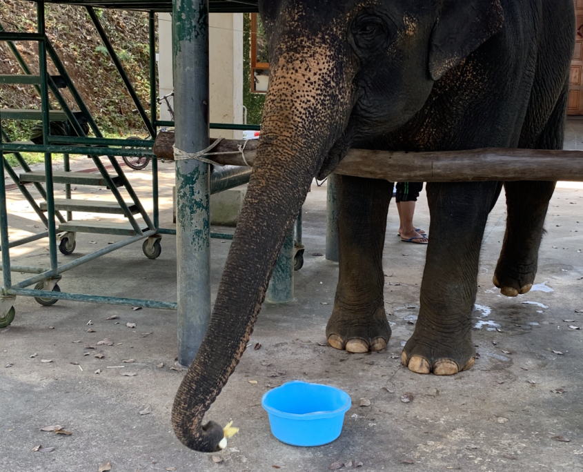 Patient at the STEF Veterinary Hospital