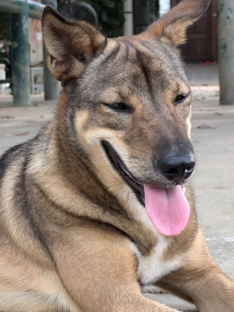 A happy dog with its tongue out