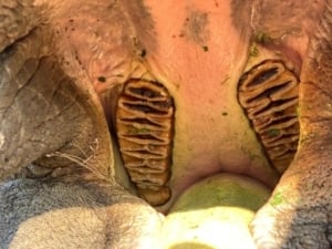 An elephant molar shown in the inside of an Asian Elephant mouth